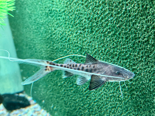 Brachyplatystoma capapretum 8-10 cm