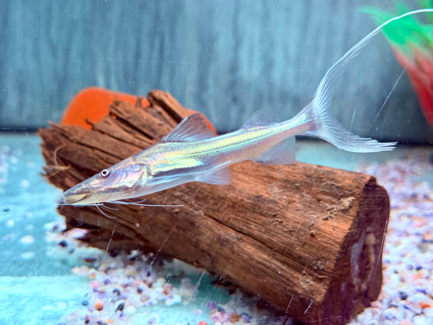 Brachyplatystoma rousseauxii flavicans 8-10 cm