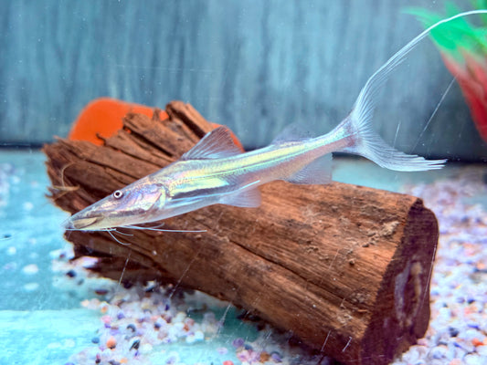 Brachyplatystoma rousseauxii flavicans 8-10 cm