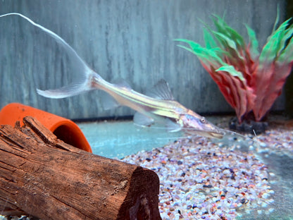 Brachyplatystoma rousseauxii flavicans 8-10 cm