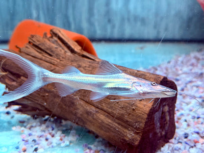 Brachyplatystoma rousseauxii flavicans 8-10 cm