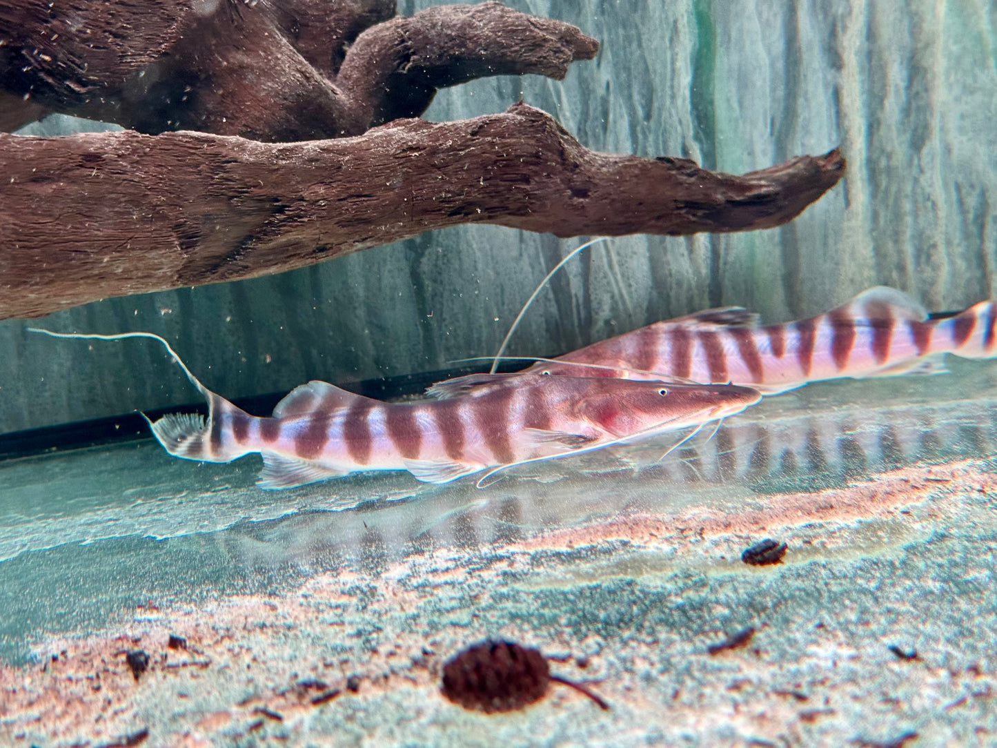 Brachyplatystoma I Merodontotus tigrinum 18-20 cm