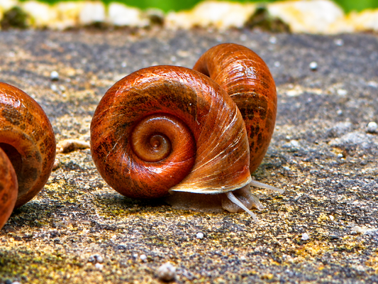 Braune Posthornschnecke Planorbella duryi