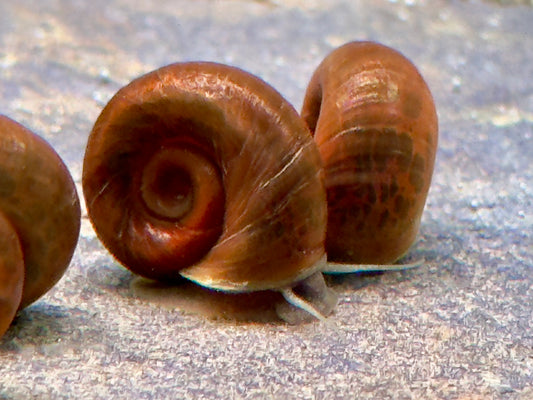 Braune Posthornschnecke Planorbella duryi