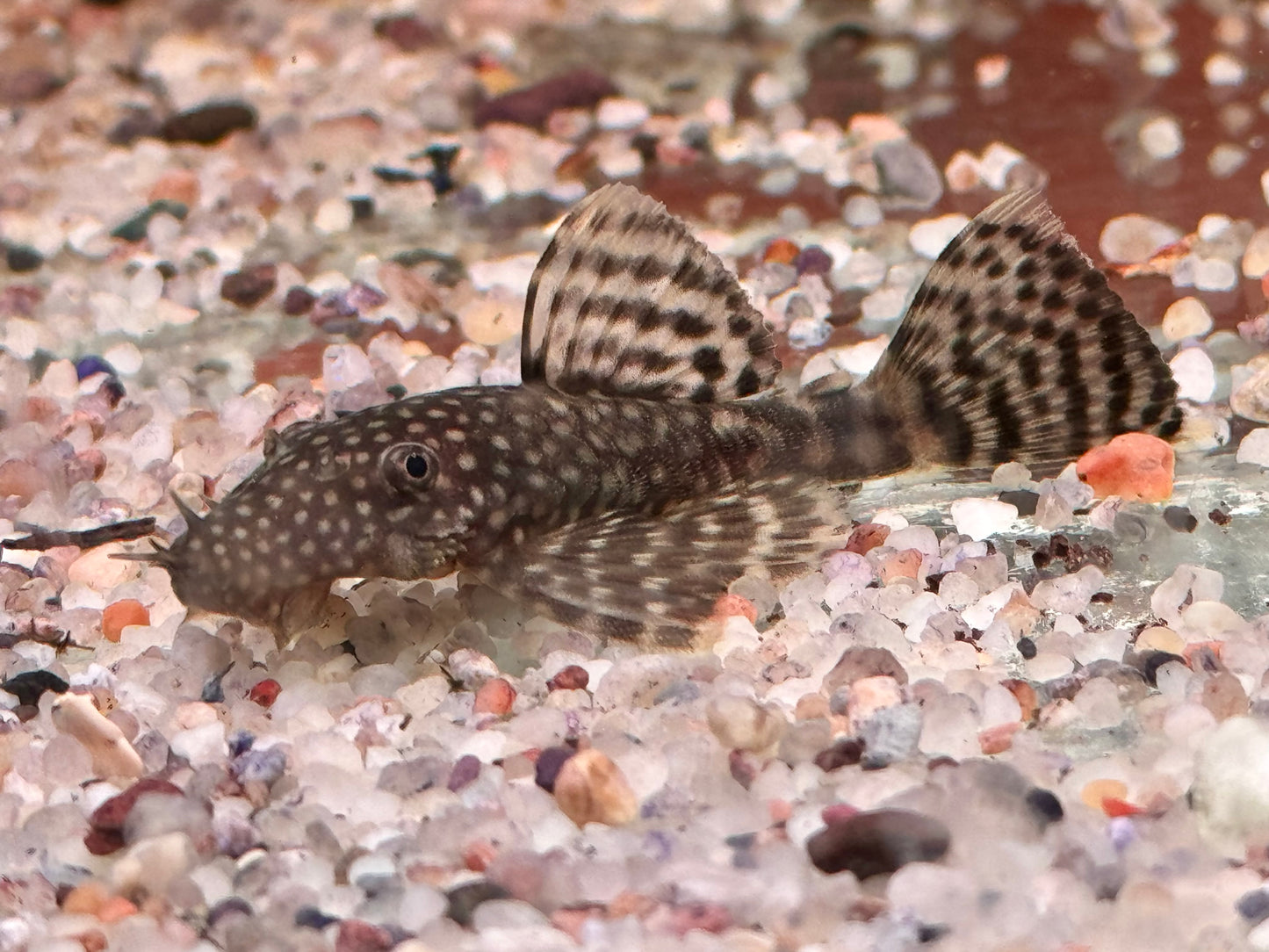 Brauner Antennenwels Ancistrus sp. 3-3,5 cm