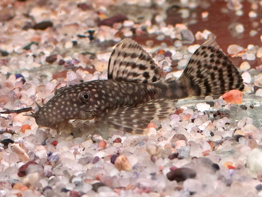 Brauner Antennenwels Ancistrus sp. 3-3,5 cm