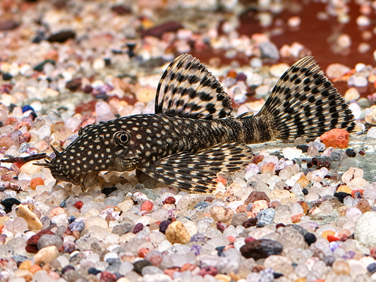Brauner Antennenwels Ancistrus sp. 3-3,5 cm