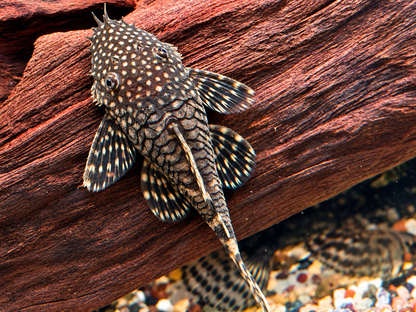 Brauner Antennenwels Ancistrus sp. 5-7cm