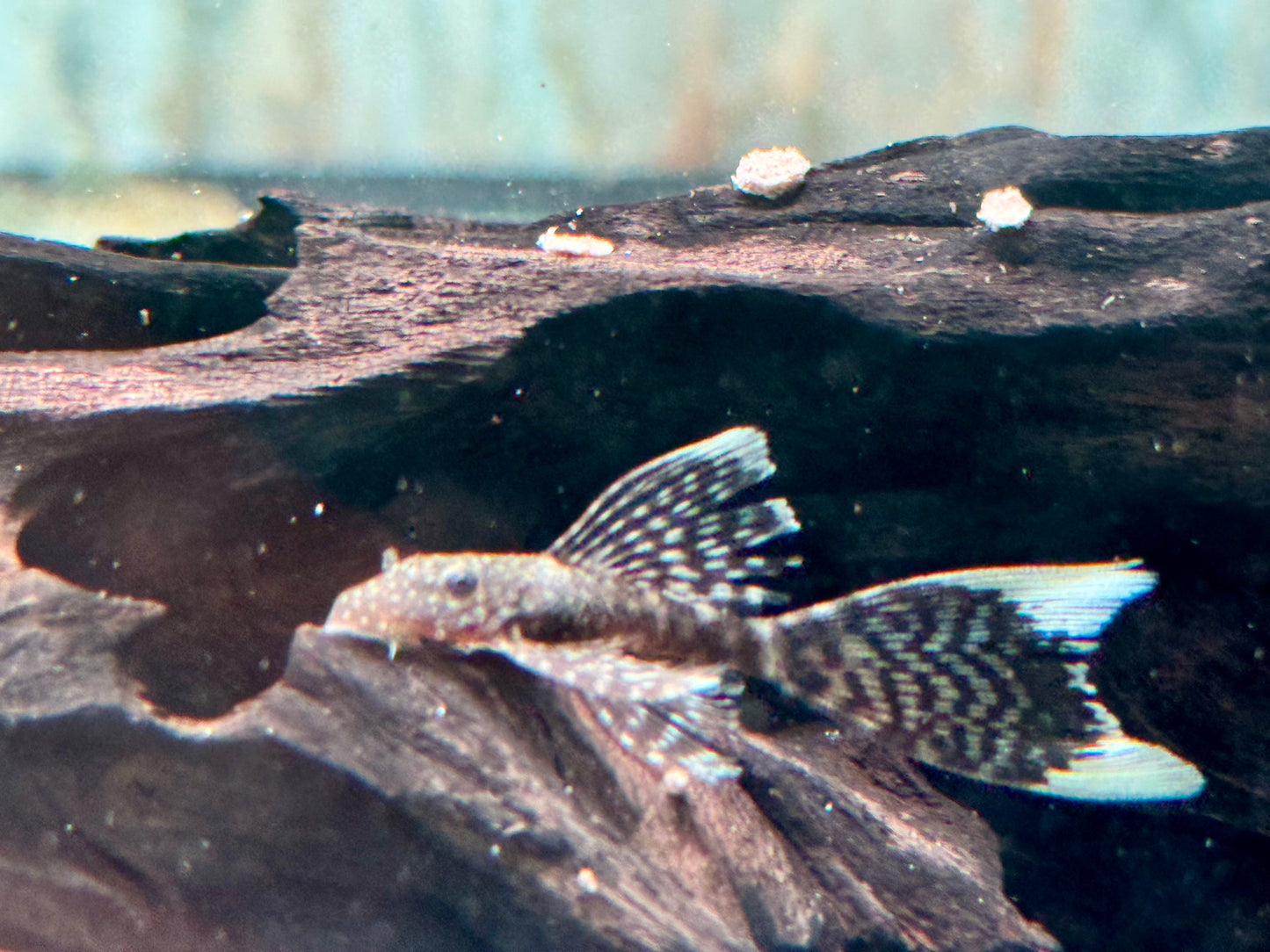 Brauner Antennenwels Schleier Ancistrus sp. 3,5-4 cm