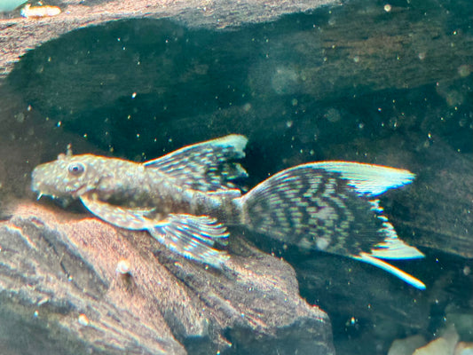 Brauner Antennenwels Schleier Ancistrus sp. 3,5-4 cm