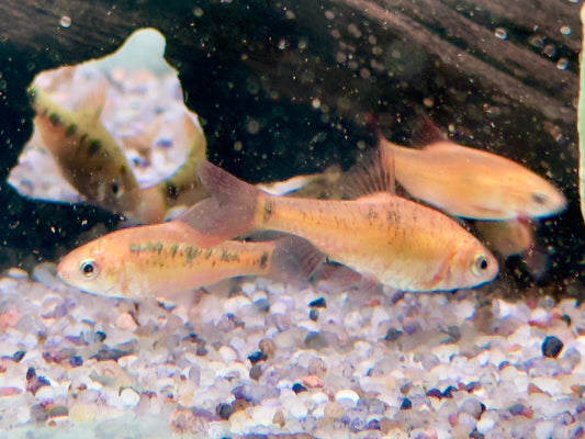 Brokatbarbe Puntius semifasciolatus