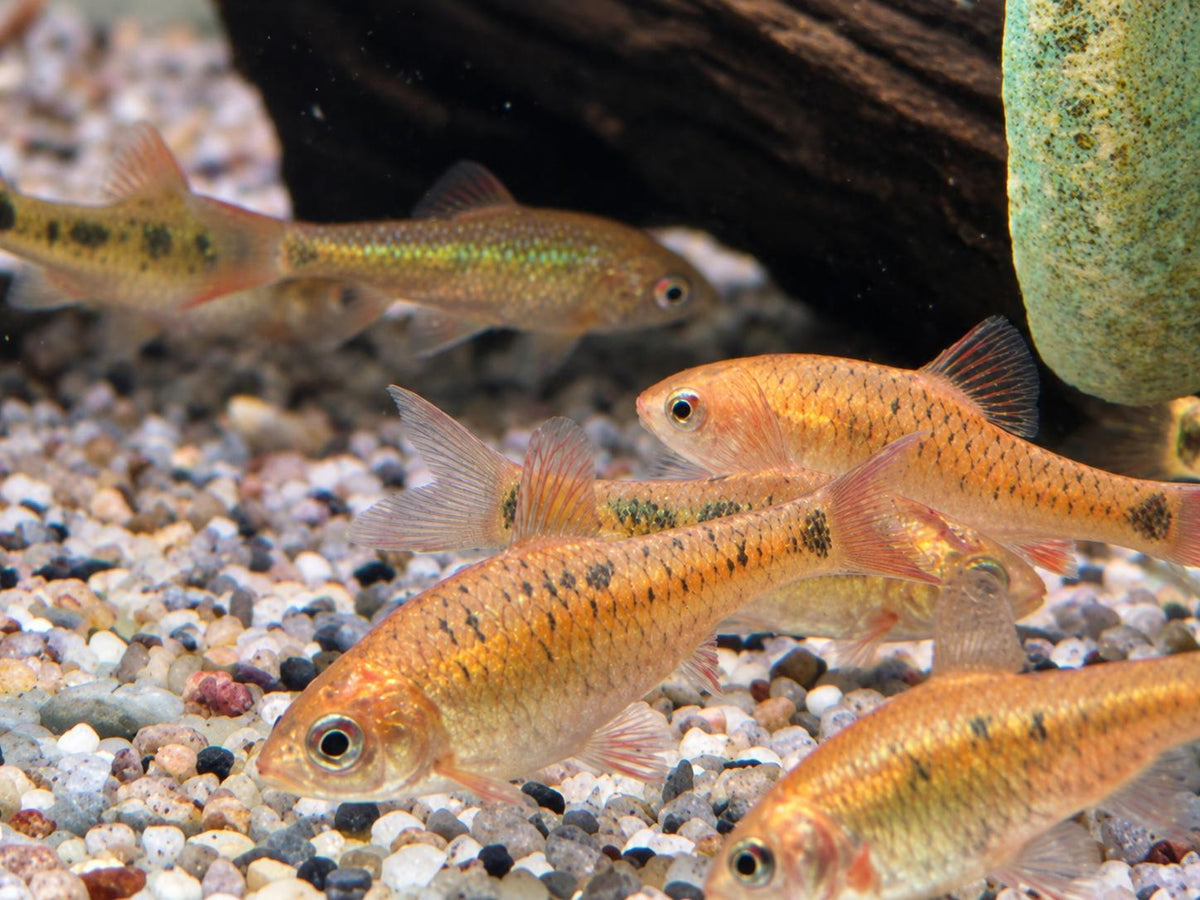 Brokatbarbe Puntius semifasciolatus
