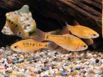 Brokatbarbe Puntius semifasciolatus