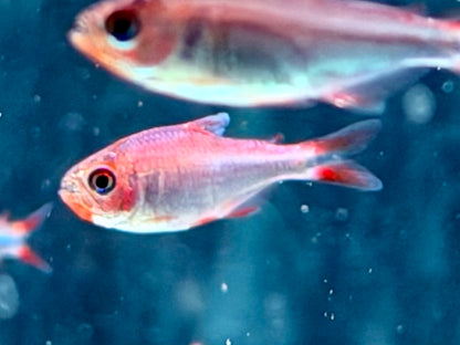 Brombeersalmler Hyphessobrycon wadai ca. 3-3,5 cm
