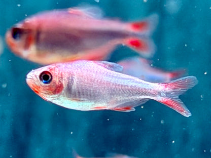 Brombeersalmler Hyphessobrycon wadai ca. 3-3,5 cm