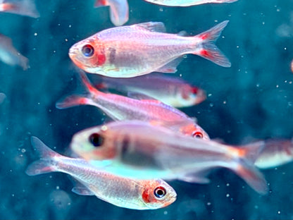 Brombeersalmler Hyphessobrycon wadai ca. 3-3,5 cm