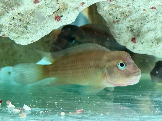 Buckelkopfcichlide Steatocranus casuarius 4,5-5,5 cm