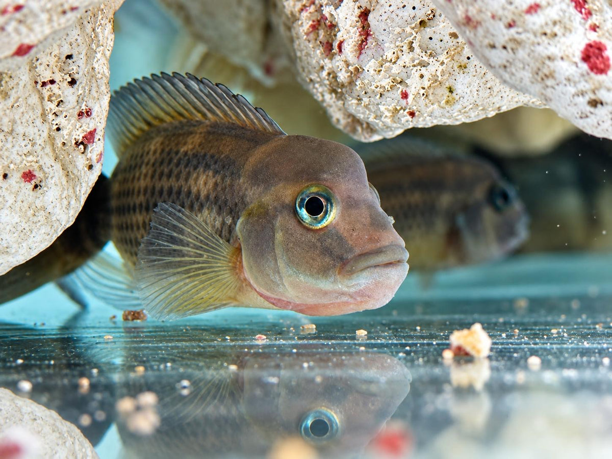 Buckelkopfcichlide Steatocranus casuarius 4 cm
