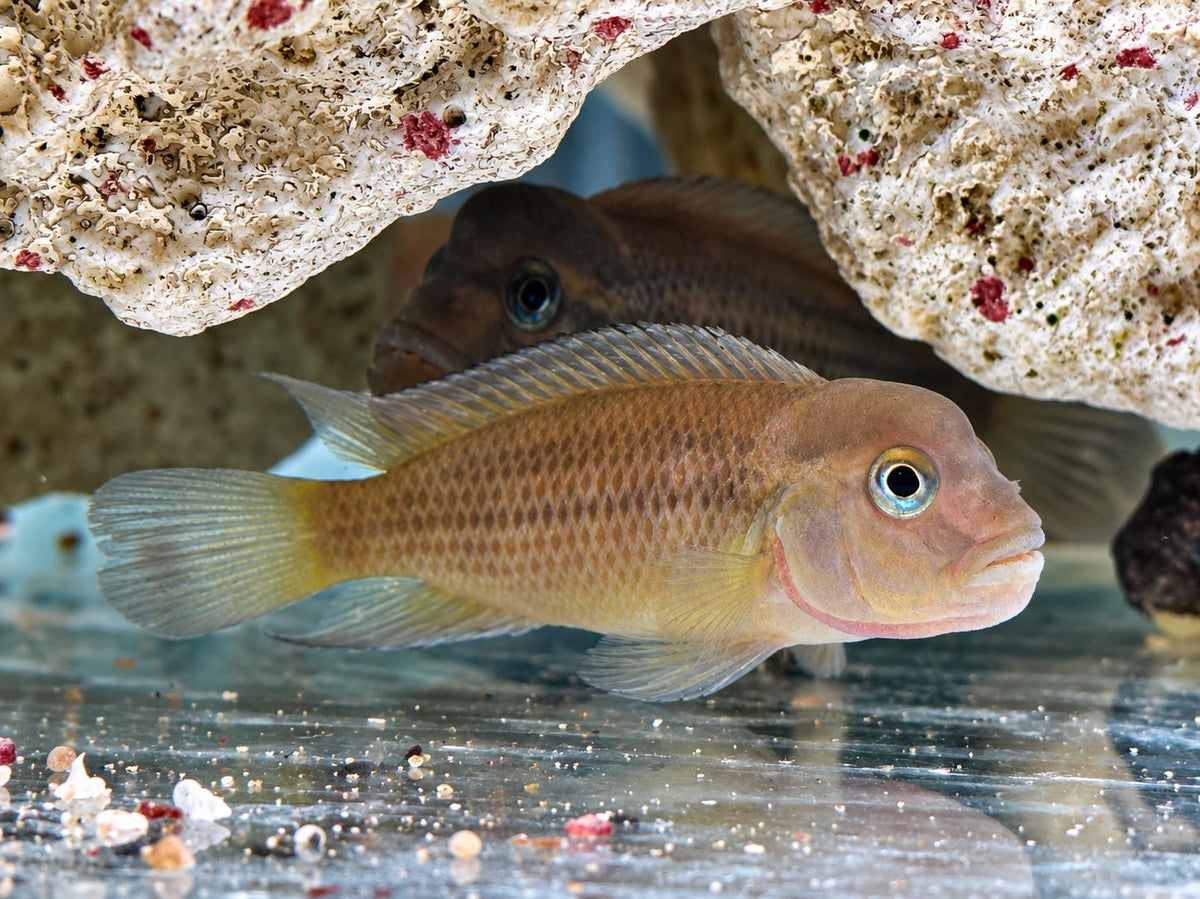 Buckelkopfcichlide Steatocranus casuarius 4 cm