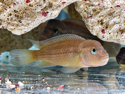 Buckelkopfcichlide Steatocranus casuarius 4 cm