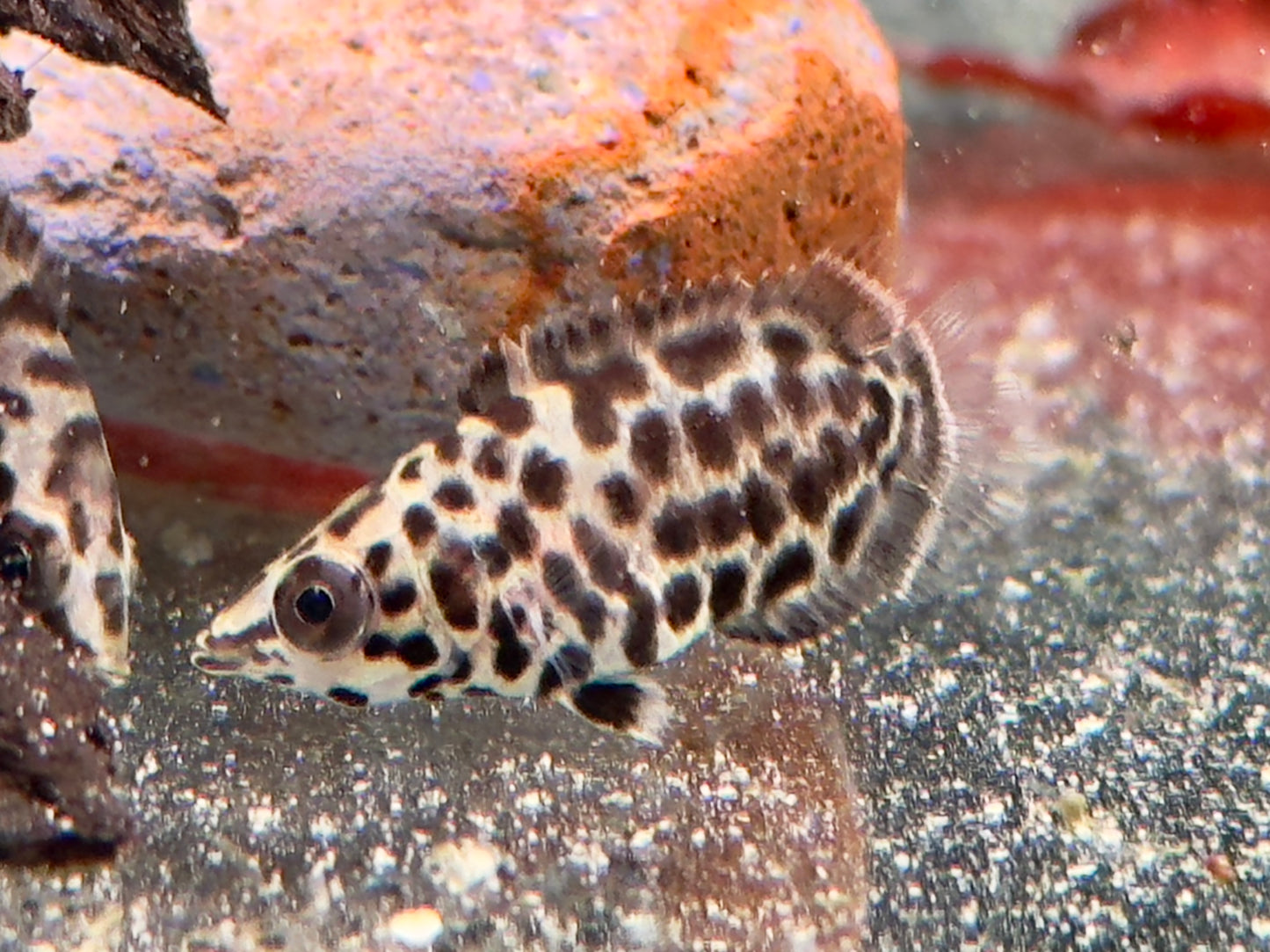 Leopard Buschfisch Ctenopoma acutirostre
