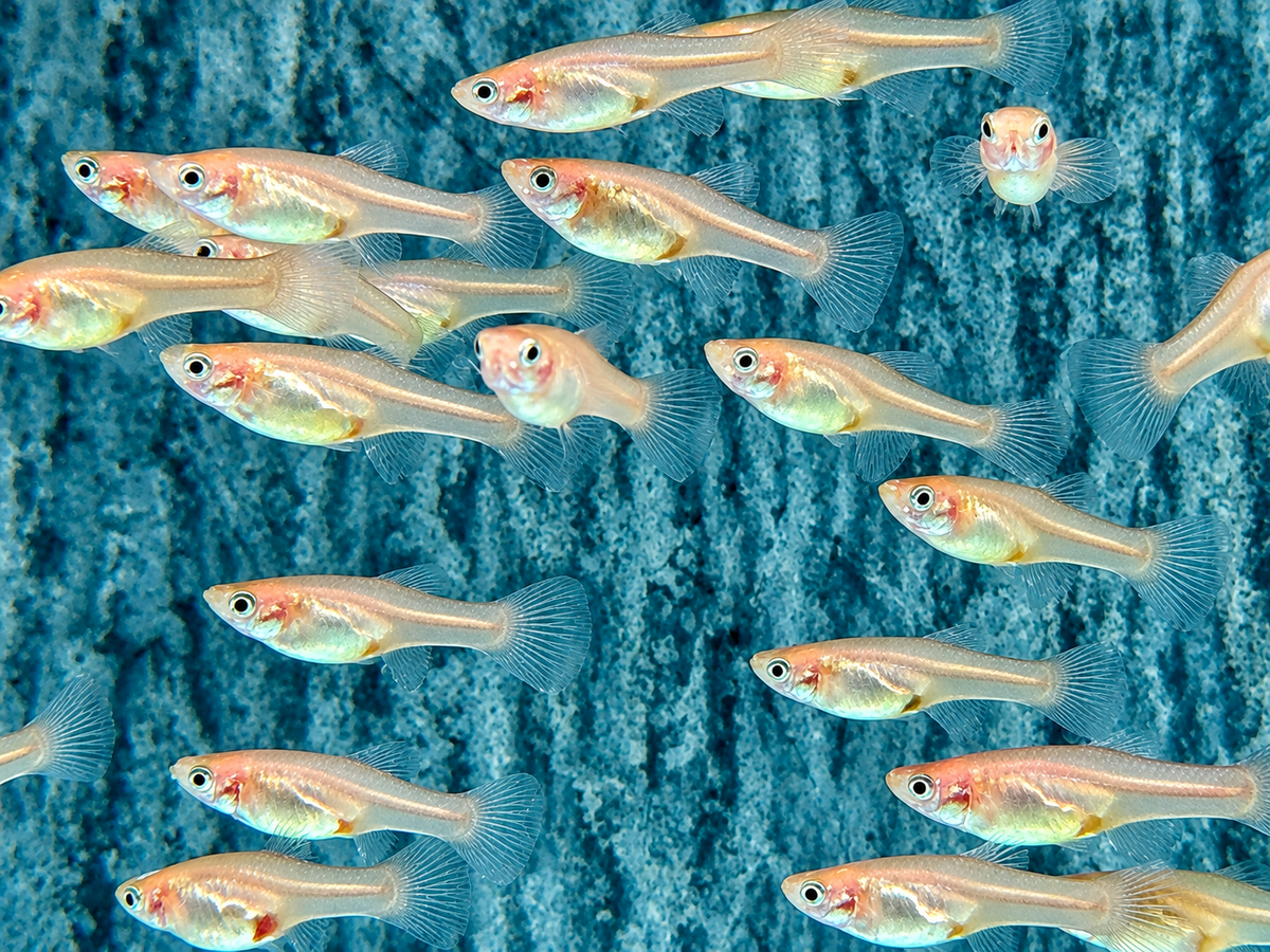 Red Scarlet Endler Guppy Poecilia wingei Weibchen