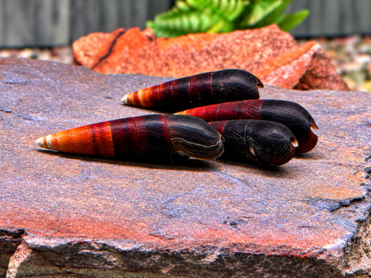 Cappuccinoschnecke Faunus ater