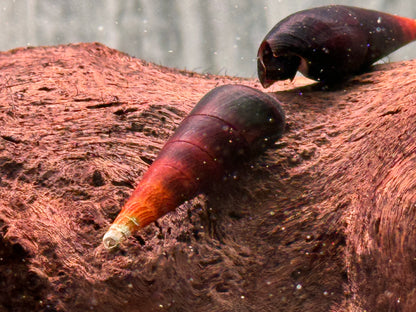 Cappuccinoschnecke Faunus ater