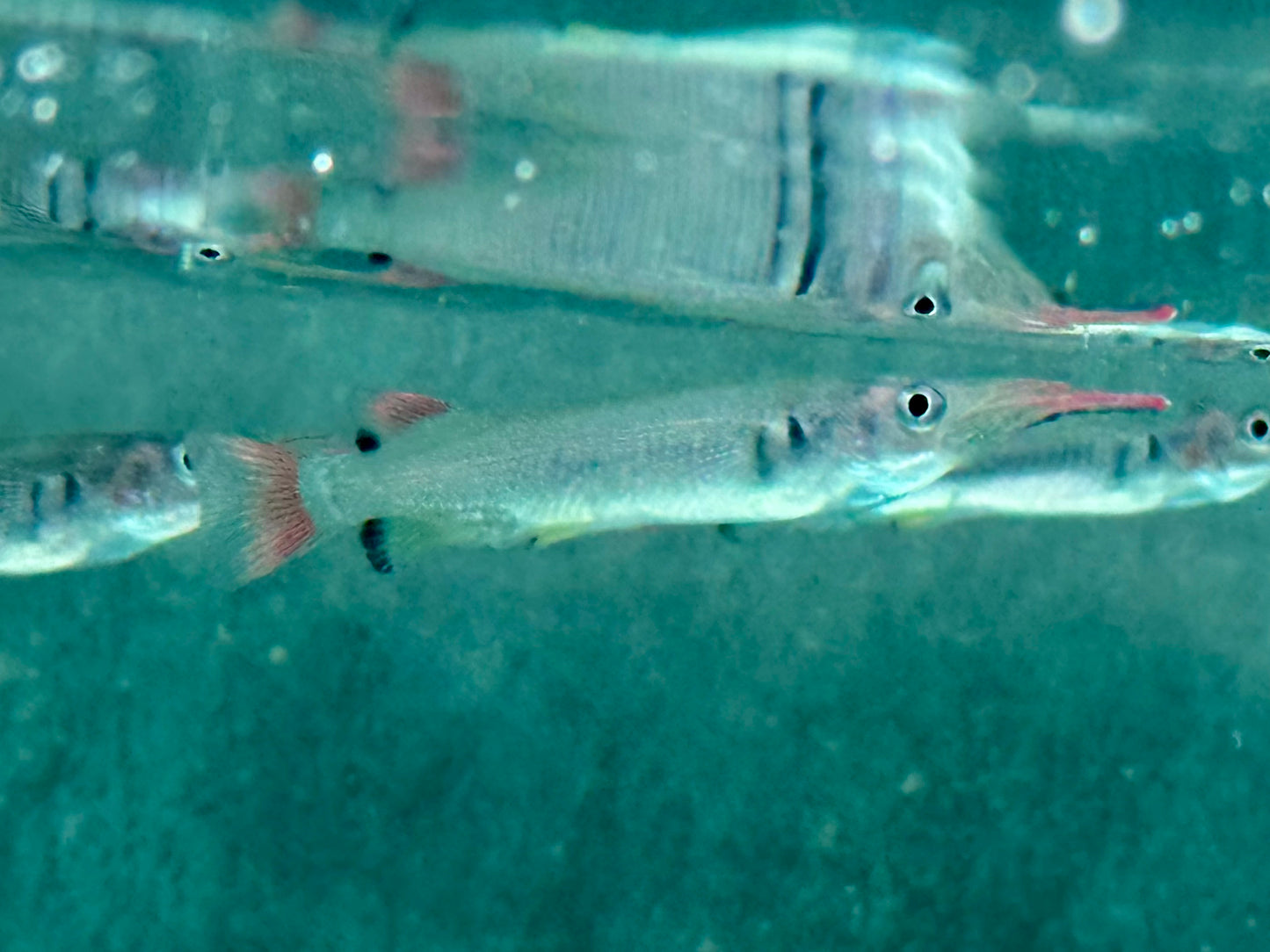 Celebes Halbschnabelhecht  Nomorhamphus liemi 4-5 cm