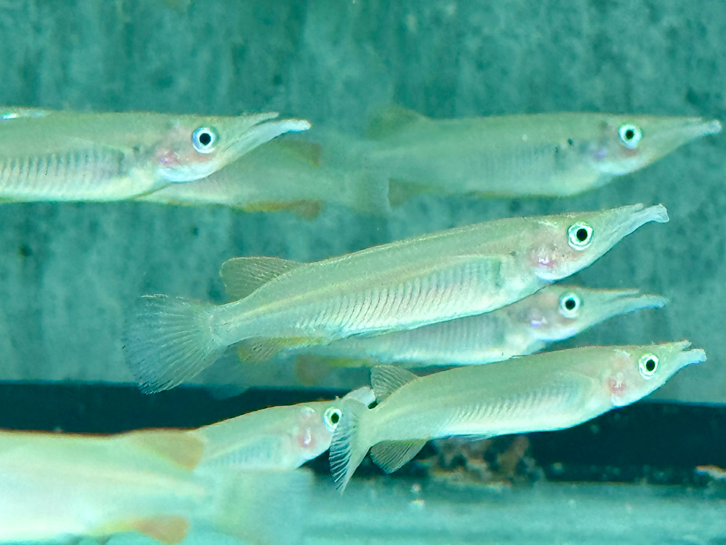 Celebes Halbschnabelhecht  Nomorhamphus liemi 4-5 cm