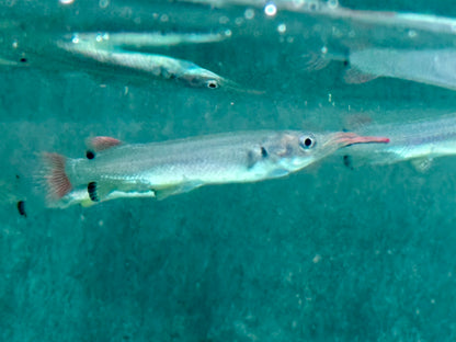 Celebes Halbschnabelhecht  Nomorhamphus liemi 4-5 cm