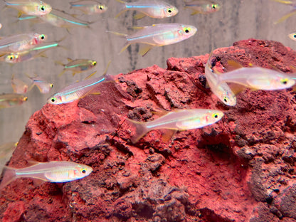 Celebes Sonnenstrahlfisch Marosatherina ladigesi L-XL