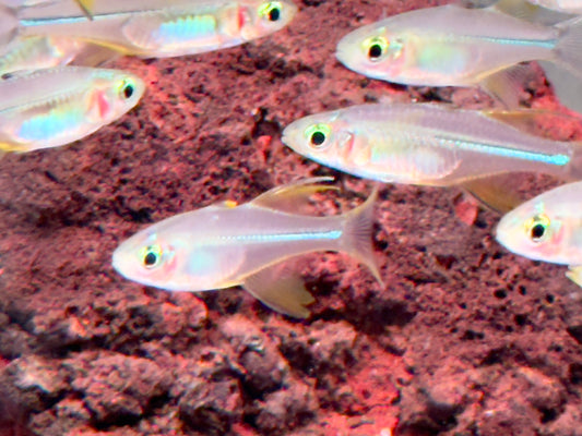 Celebes Sonnenstrahlfisch Marosatherina ladigesi L-XL