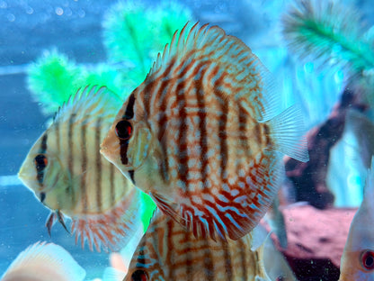 Checkerboard Leopard  Diskus Symphysodon aequifasciatus Nachzuchten 7-9 cm
