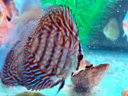 Checkerboard Leopard  Diskus Symphysodon aequifasciatus Nachzuchten 7-9 cm