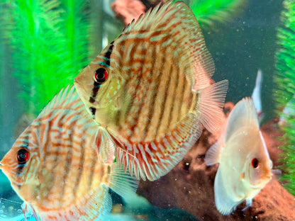 Checkerboard Leopard  Diskus Symphysodon aequifasciatus Nachzuchten 7-9 cm
