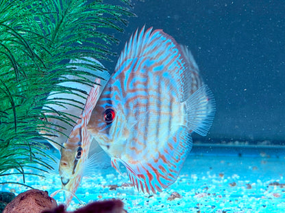 Checkerboard Leopard  Diskus Symphysodon aequifasciatus Nachzuchten 7-9 cm