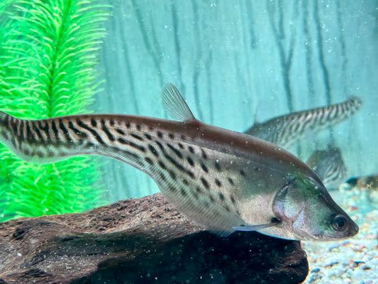 Clown Messerfisch Chitala blanci 16-20 cm