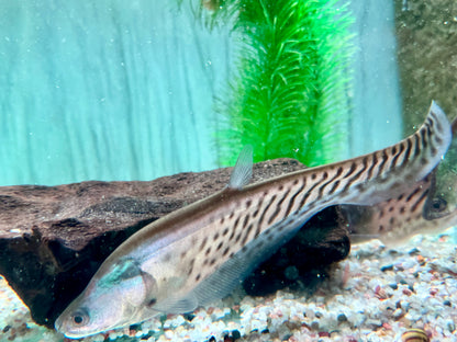 Clown Messerfisch Chitala blanci 16-20 cm