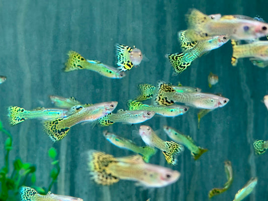 Cobra Green Guppy Poecilia reticulata Männchen