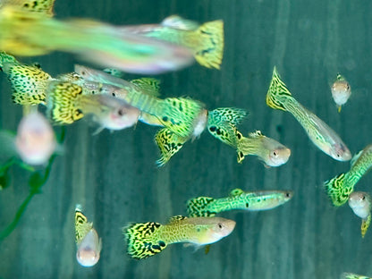 Cobra Green Guppy Poecilia reticulata Männchen