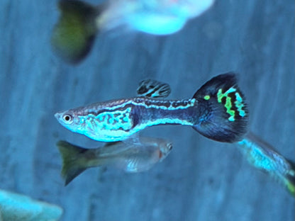 Cobra Guppy Poecilia reticulata Männchen