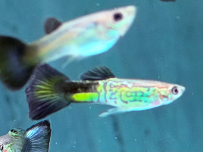Cobra Guppy Poecilia reticulata Männchen