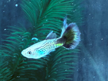 Cobra Guppy Poecilia reticulata Männchen