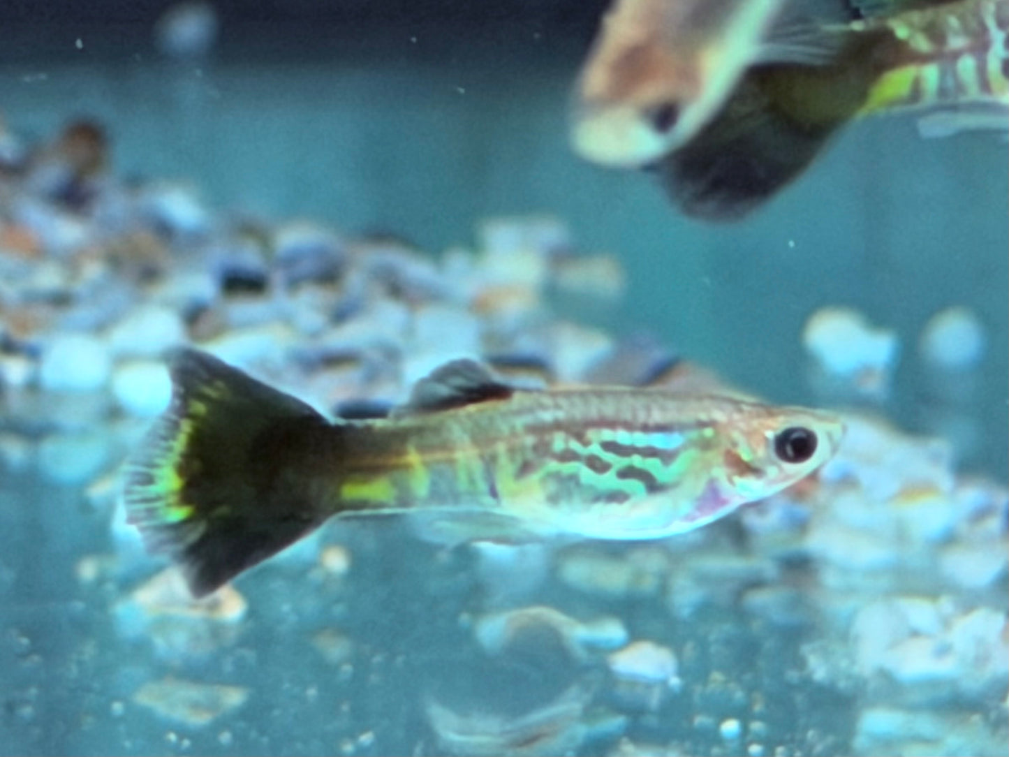Cobra Guppy Poecilia reticulata Männchen