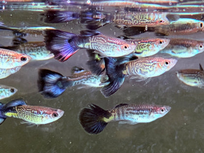 Cobra blau Guppy Poecilia reticulata Männchen