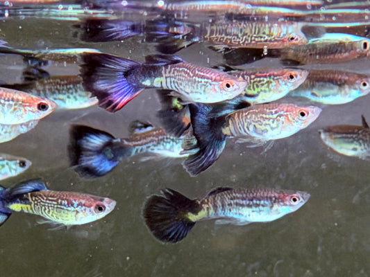Cobra Guppy Poecilia reticulata Männchen