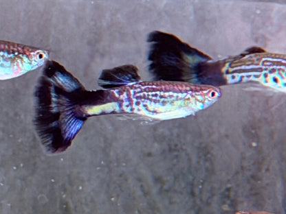 Cobra blau Guppy Poecilia reticulata Männchen