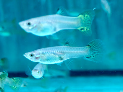 Cobra Guppy Poecilia reticulata Weibchen