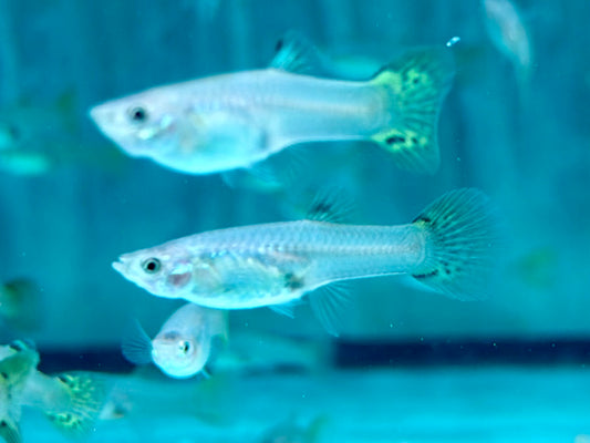Cobra Guppy Poecilia reticulata Weibchen